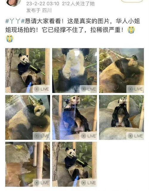 美国华人爆料丫丫视频,真相令人震惊 第1张 美国华人爆料丫丫视频,真相令人震惊 第1张